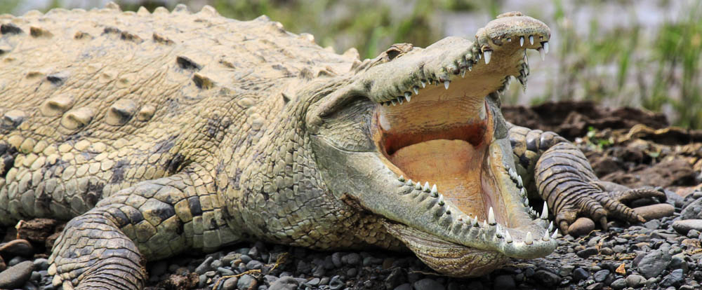 crocodile safari tour american croc 
 - Costa Rica