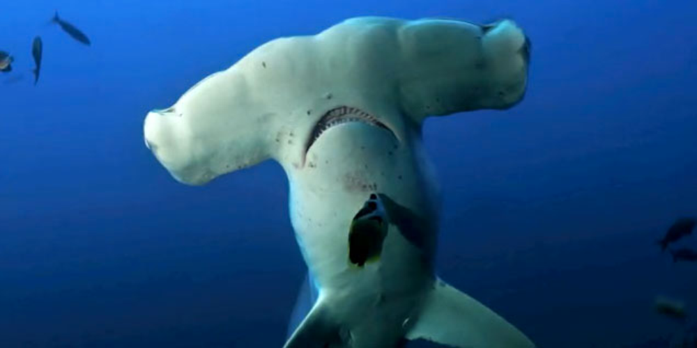 scalloped hammerheads cocos island
 - Costa Rica