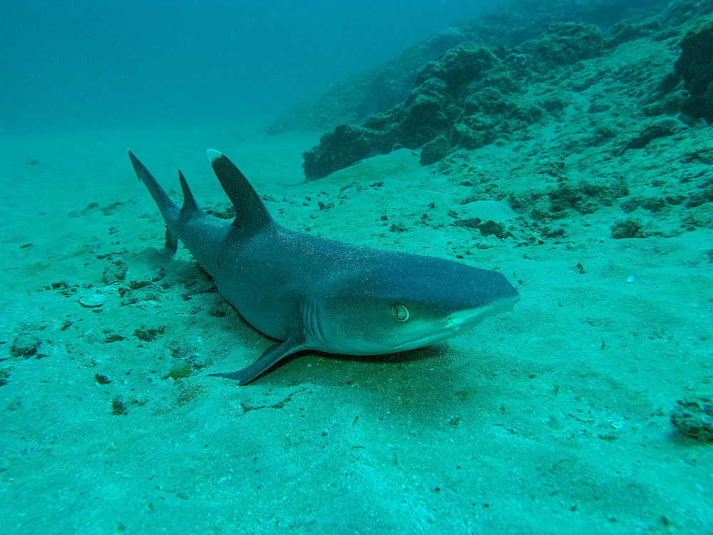 white tip reef shark
 - Costa Rica