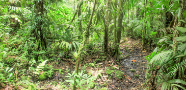 Pocosol Station - Costa Rica