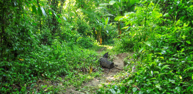 Carara National Park - Costa Rica