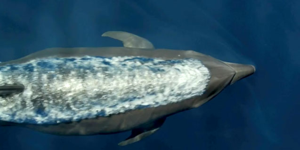 cocos island diving dolphins
 - Costa Rica