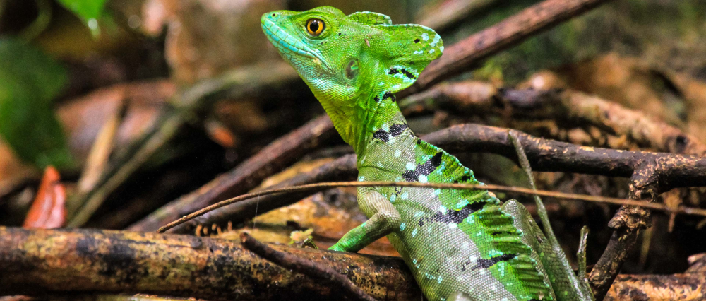 tortuguero national park attraction emerald basilisk 
 - Costa Rica