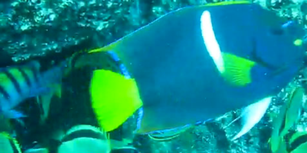 fish frenzy catalina islands
 - Costa Rica