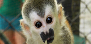 Kids Saving the Rainforest Wildlife Sanctuary - Costa Rica