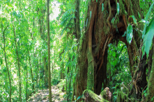 Monteverde - Costa Rica