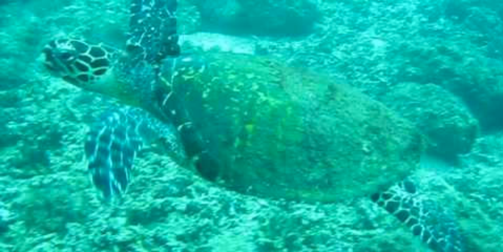 scuba diving hawksbill sea turtles
 - Costa Rica