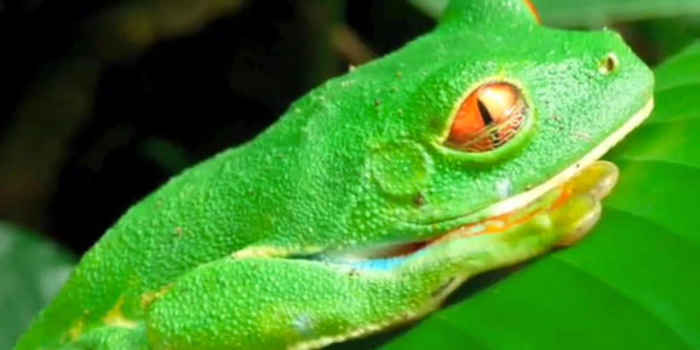 tortuguero wildlife montage
 - Costa Rica