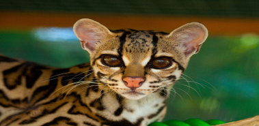 Margays - Costa Rica