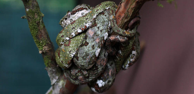 Snake Garden - Costa Rica