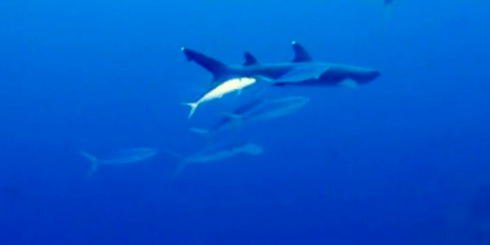 cocos island final dive
 - Costa Rica