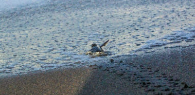 Green Sea Turtle Season in Tortuguero - Costa Rica