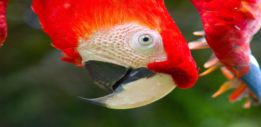 Scarlet Macaws - Costa Rica