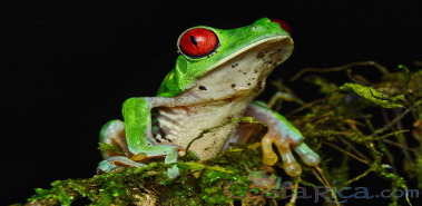 7-Day Steamy Greenie - Costa Rica