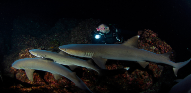 Snorkeling & Diving - Costa Rica