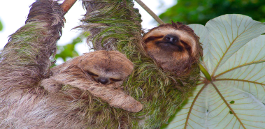 Sloths - Costa Rica