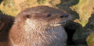 Neotropical River Otters - Costa Rica