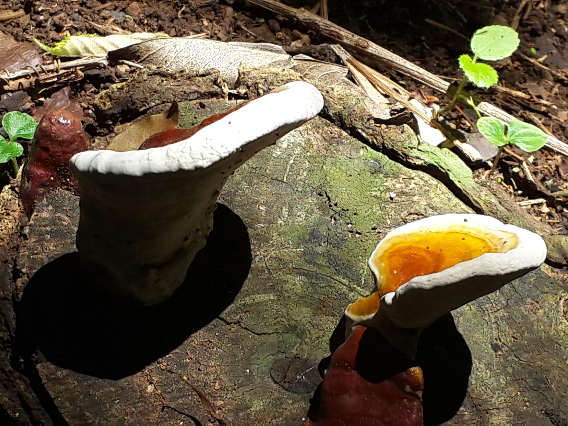 mushrooms samara trails 11.jpg