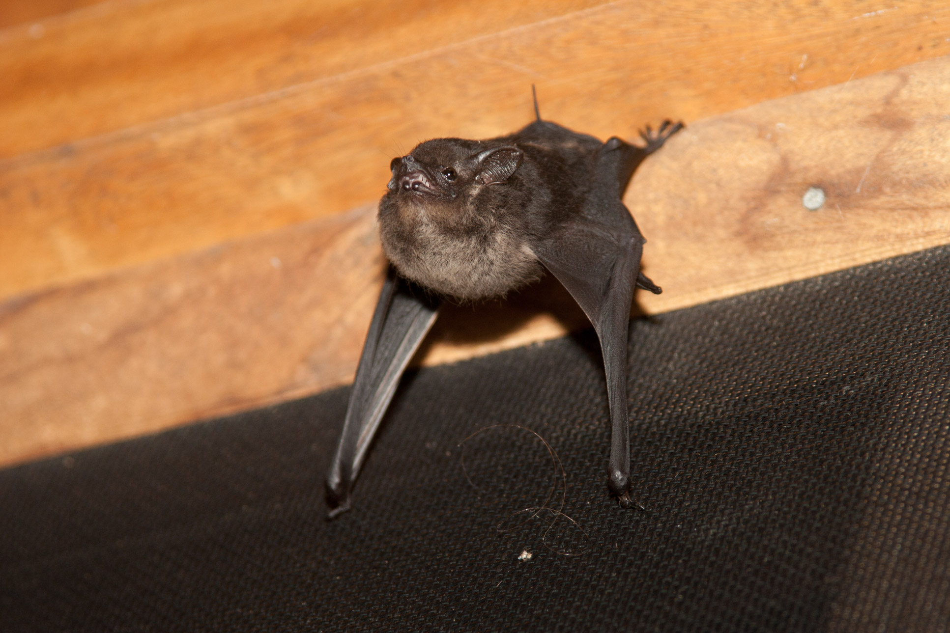 Bat On A Wall