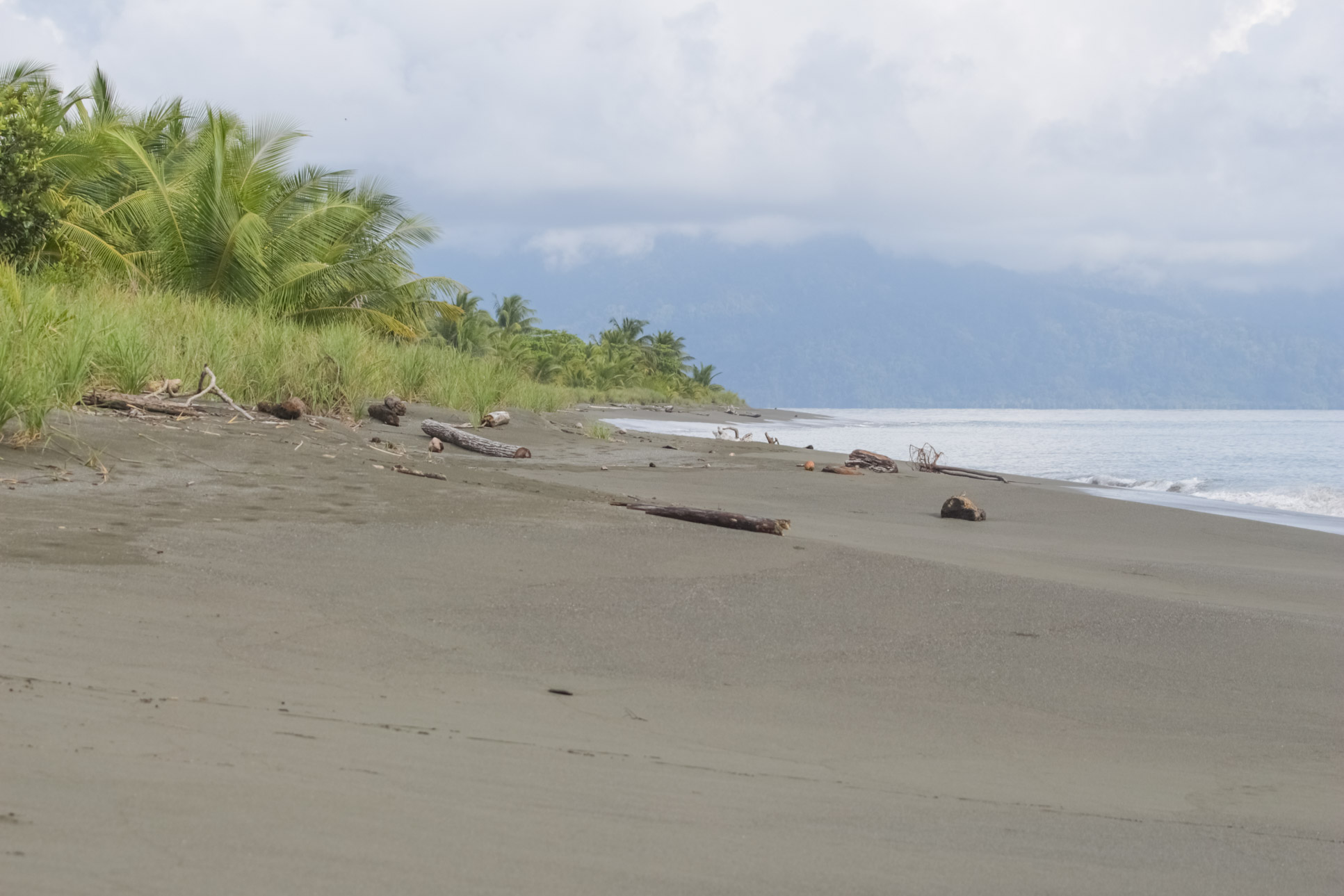 Platanares Beach Platanares Mangroves In Puerto Jimenez