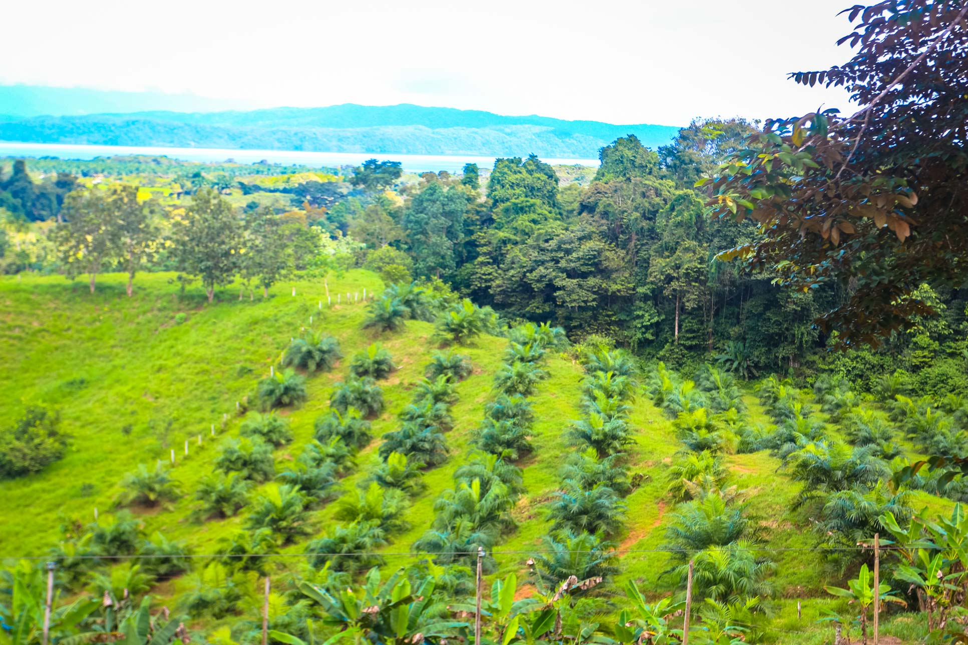 Palm Farm Osa Palmas Canopy Tour