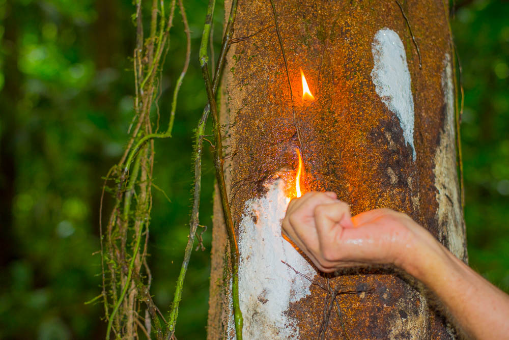 Turpentine Tree In Los Patos Trail