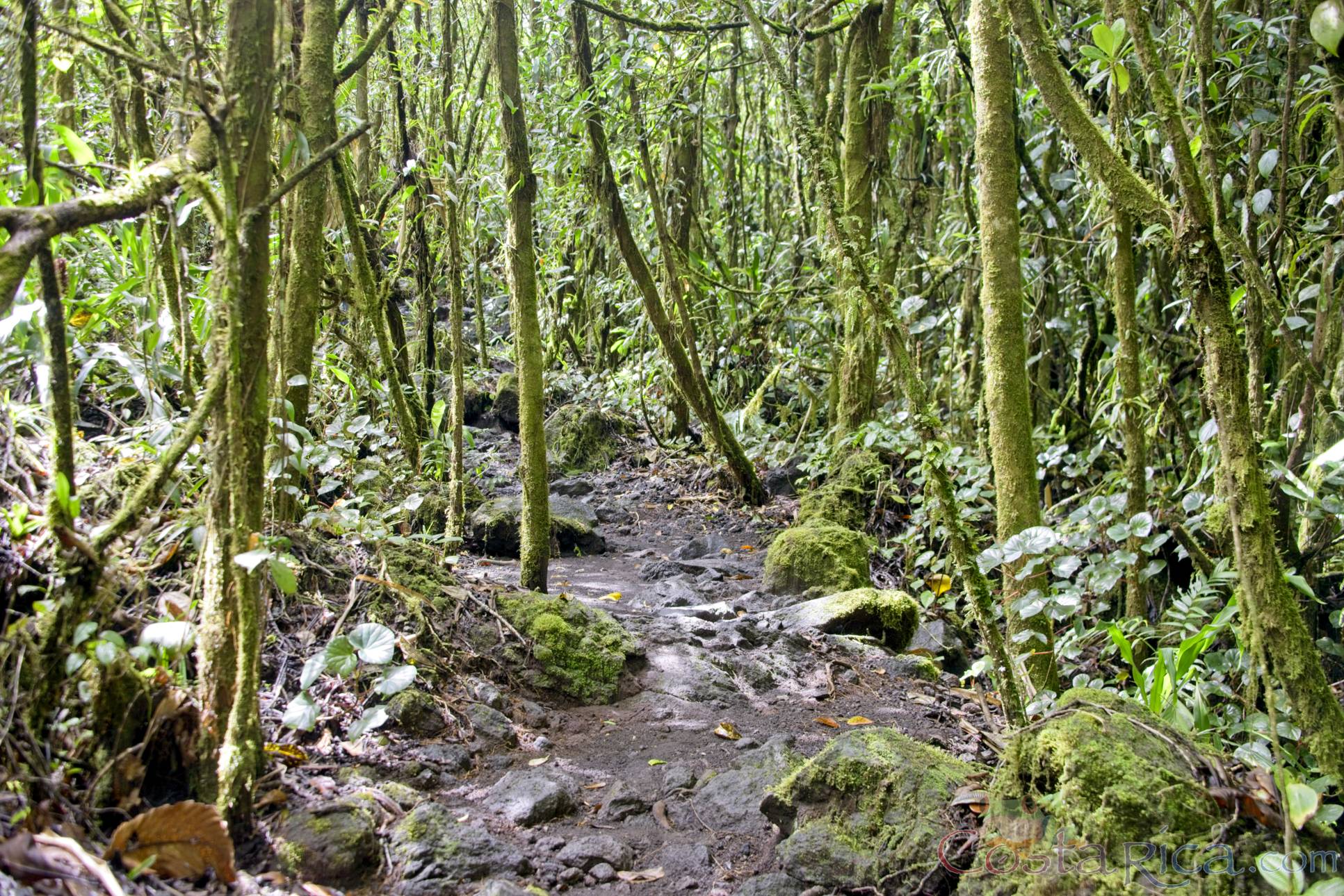 lava molten rock burried on the ground under trees on the trail of arenal volcano 1968 eruption site lookout point.jpg