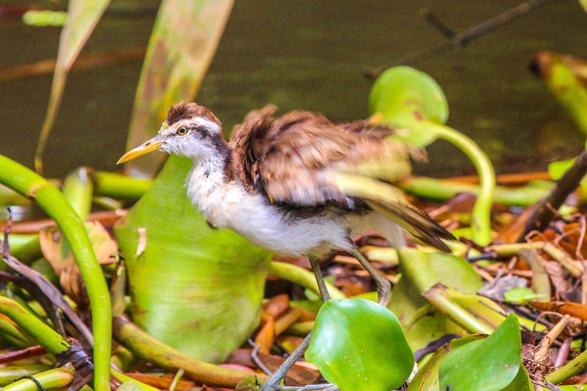 Young Heron Sierpe Boat Tour