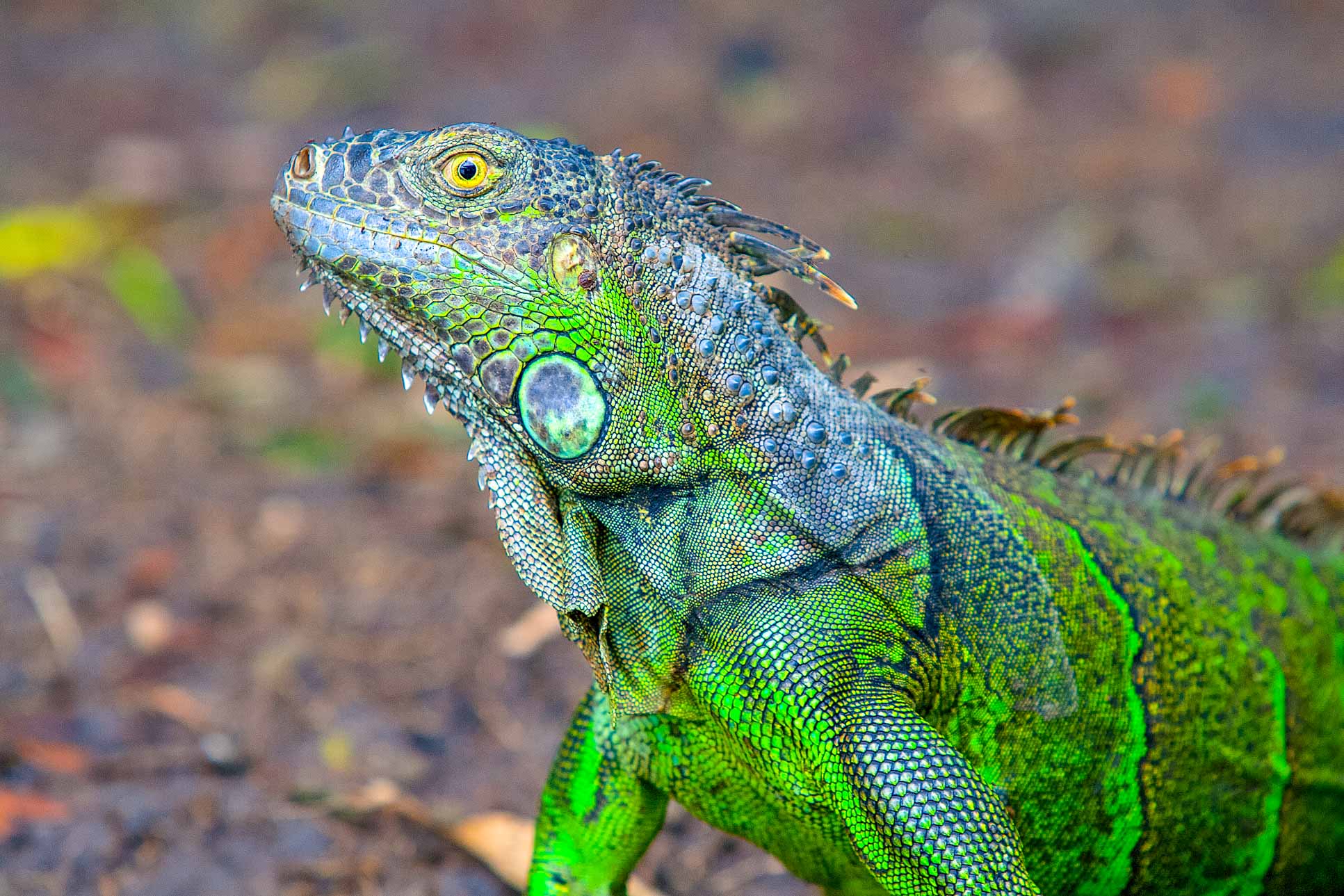 Green Iguana Profile Palo Verde National Park