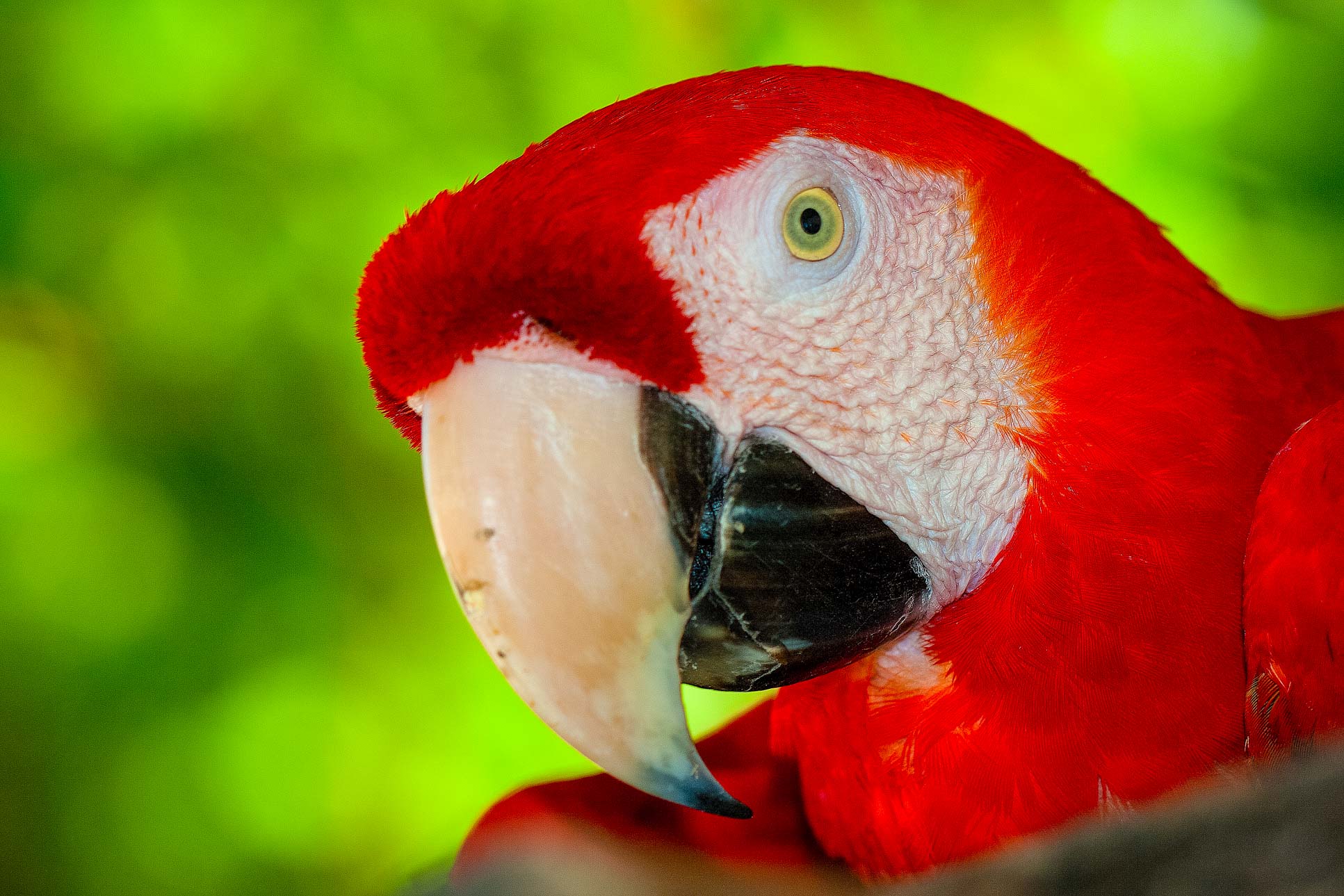 Scarlet Macaw Tortuga Island