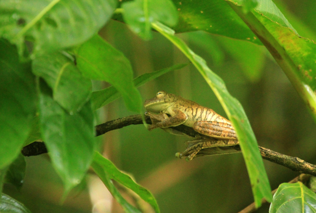 Gladiator frog resting on a branch
