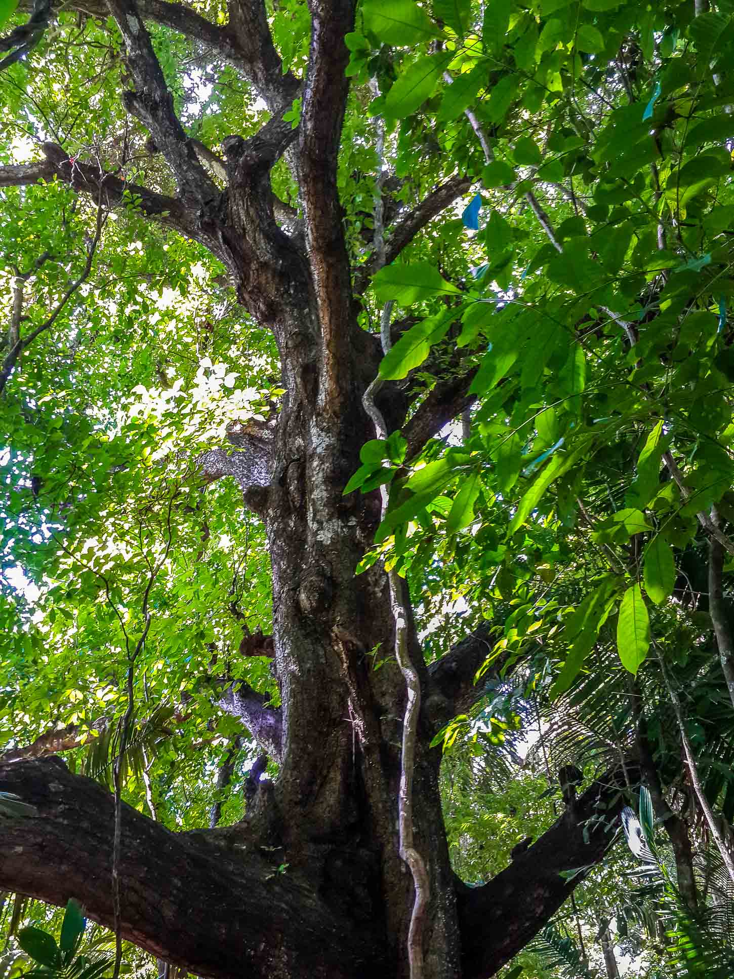Tree Body Cabo Blanco Reserve