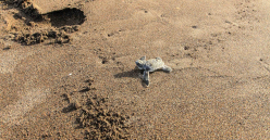 Tortuguero