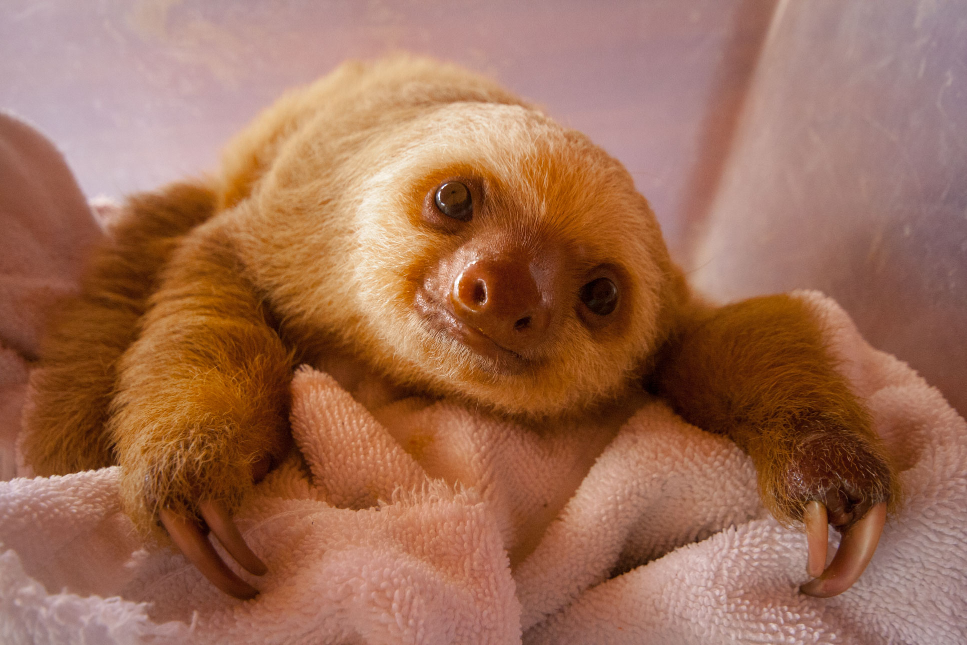 Baby Two Toed Sloth Rescue Center