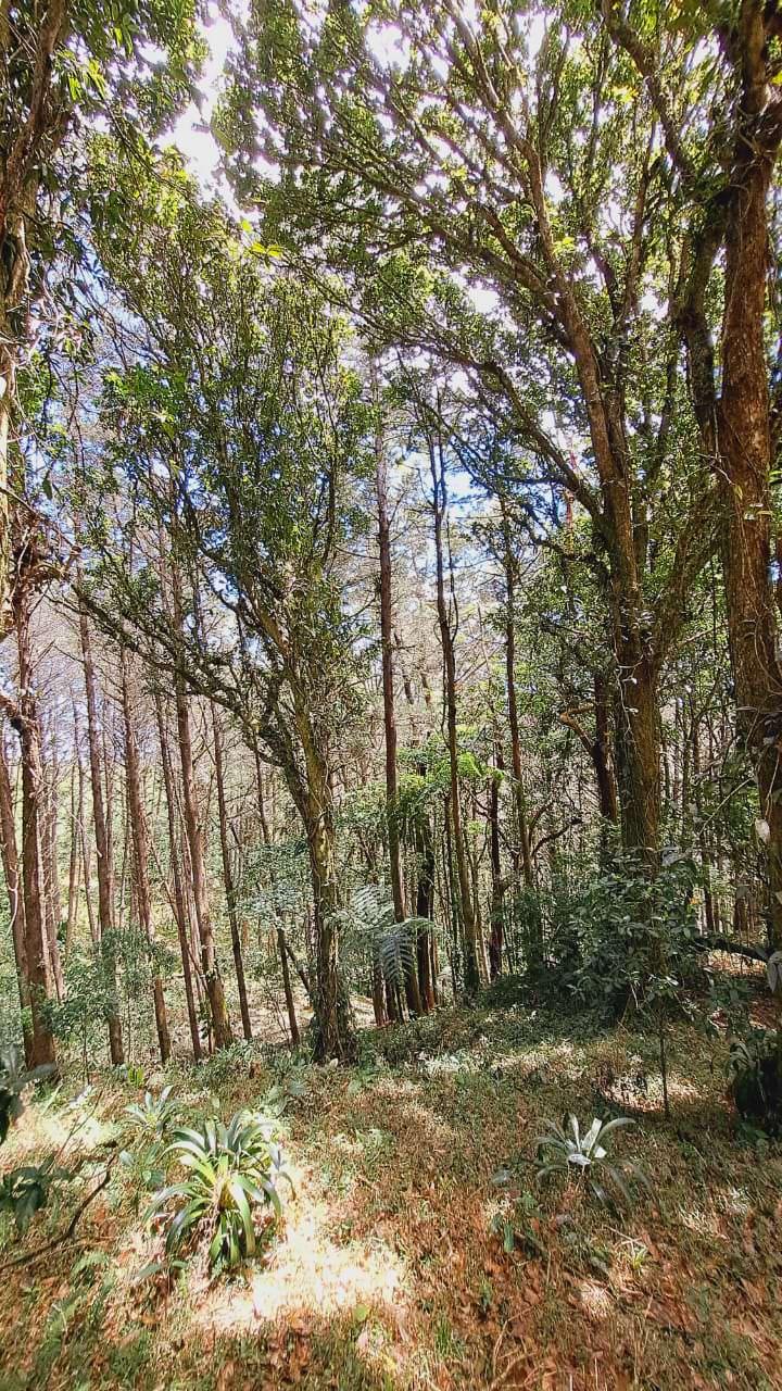 lots in the mountains of cartago for sale view 002.jpeg