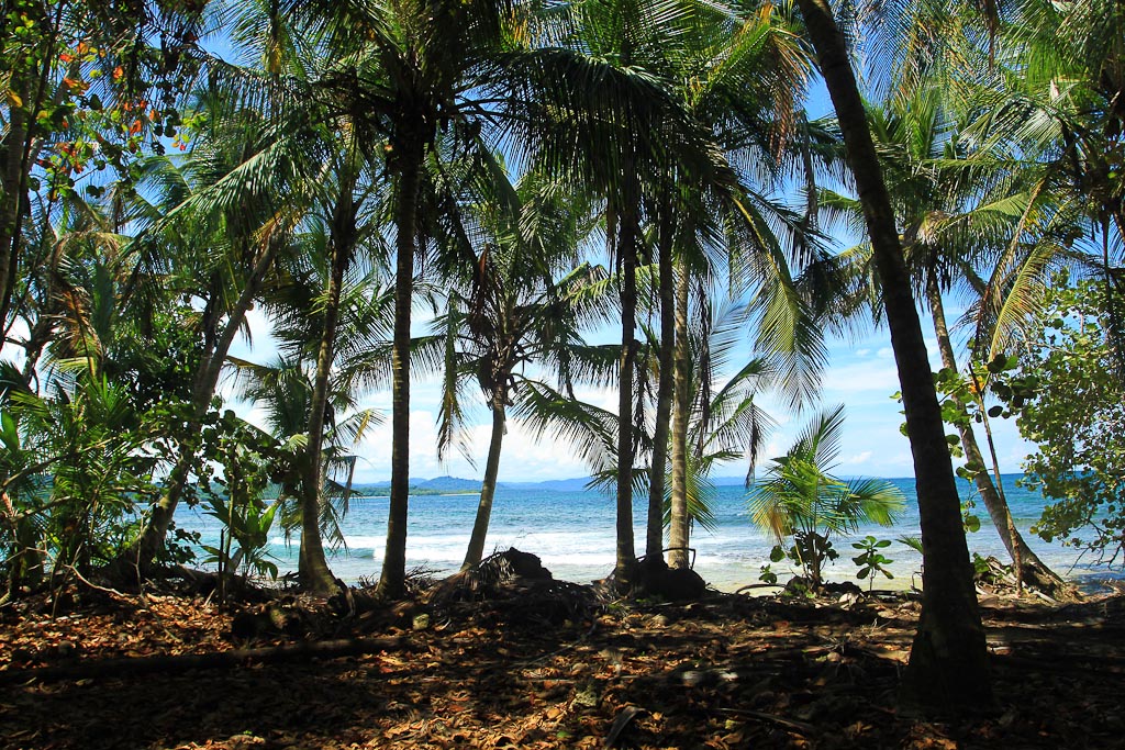 gandoca manzanillo wildlife refuge coastal forest 4.jpg