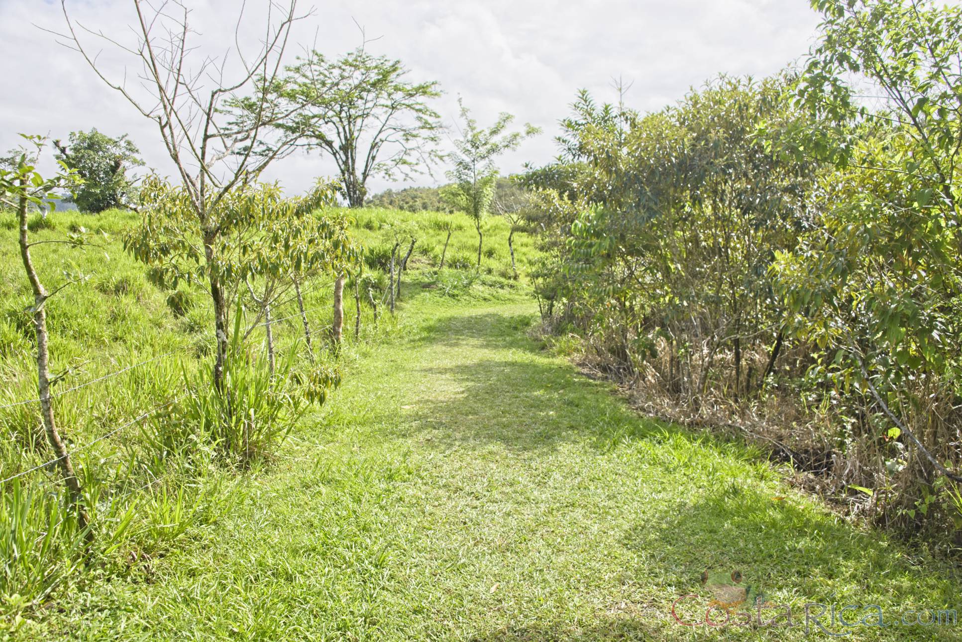 green grassed trail at 1968 eruption site lookout point.jpg