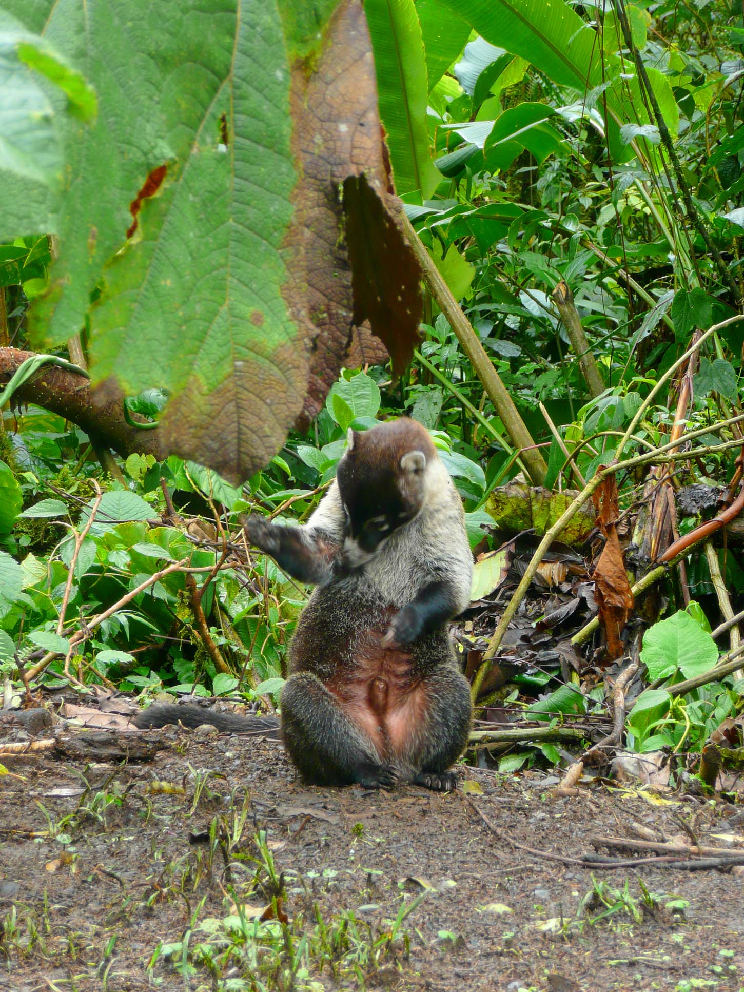 Coatimundi Grooming Santa Elena Reserve Monteverde