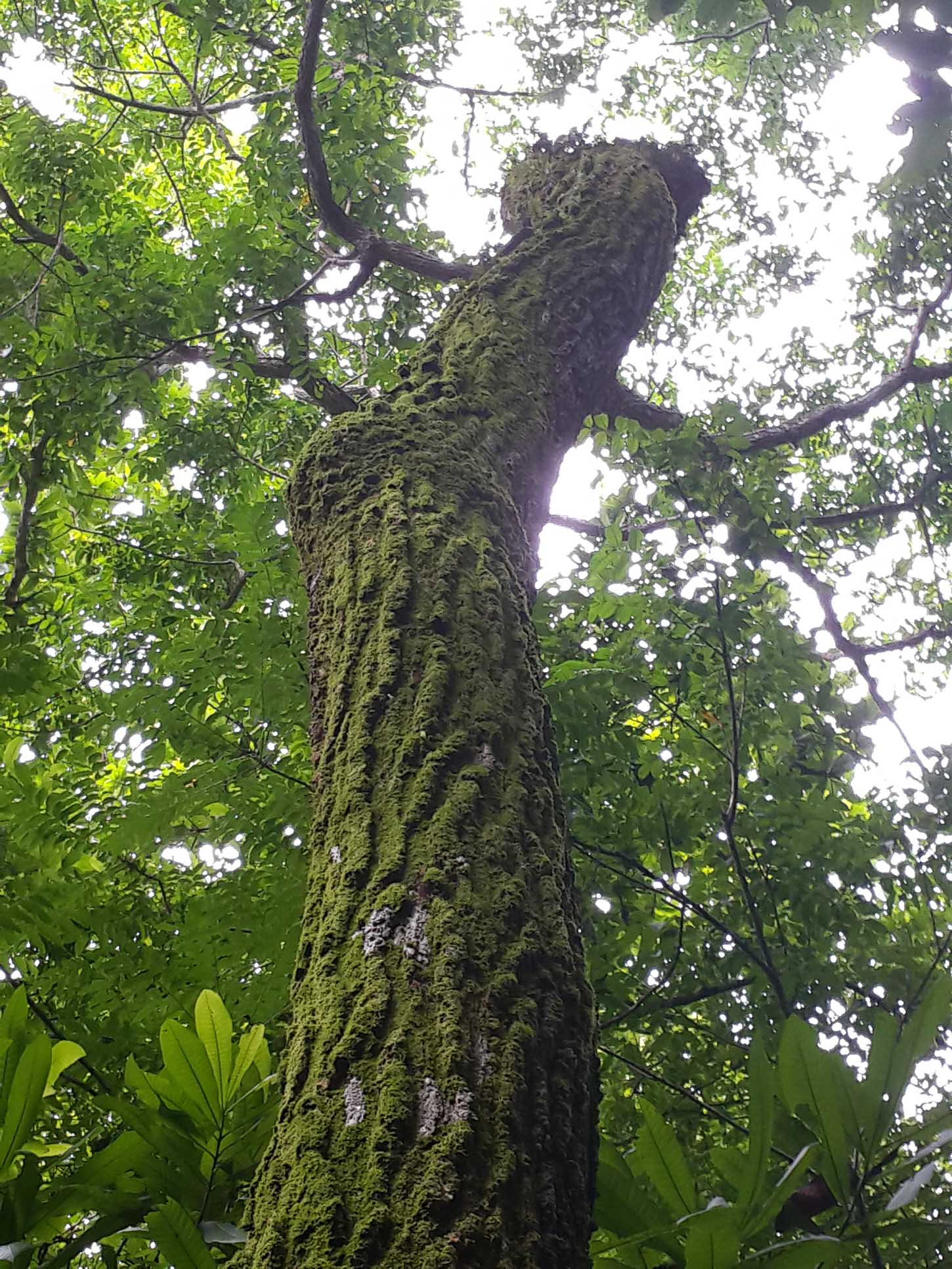 jobo tree body 8.jpg