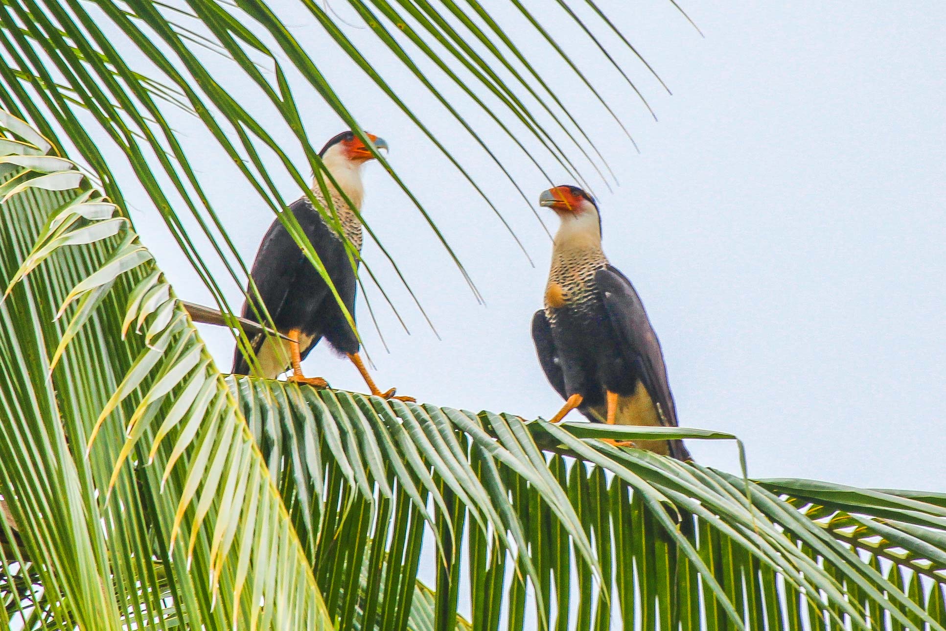 Falcons Perched On A Coconut Tree Branch