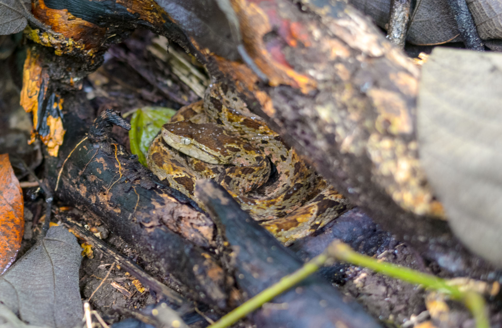 fer de lance at sirena ranger station corcovado national park 6.jpg