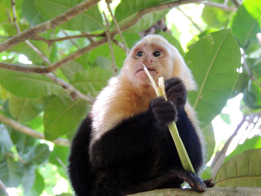 Capuchin monkey chewing on a bromeliad leaf