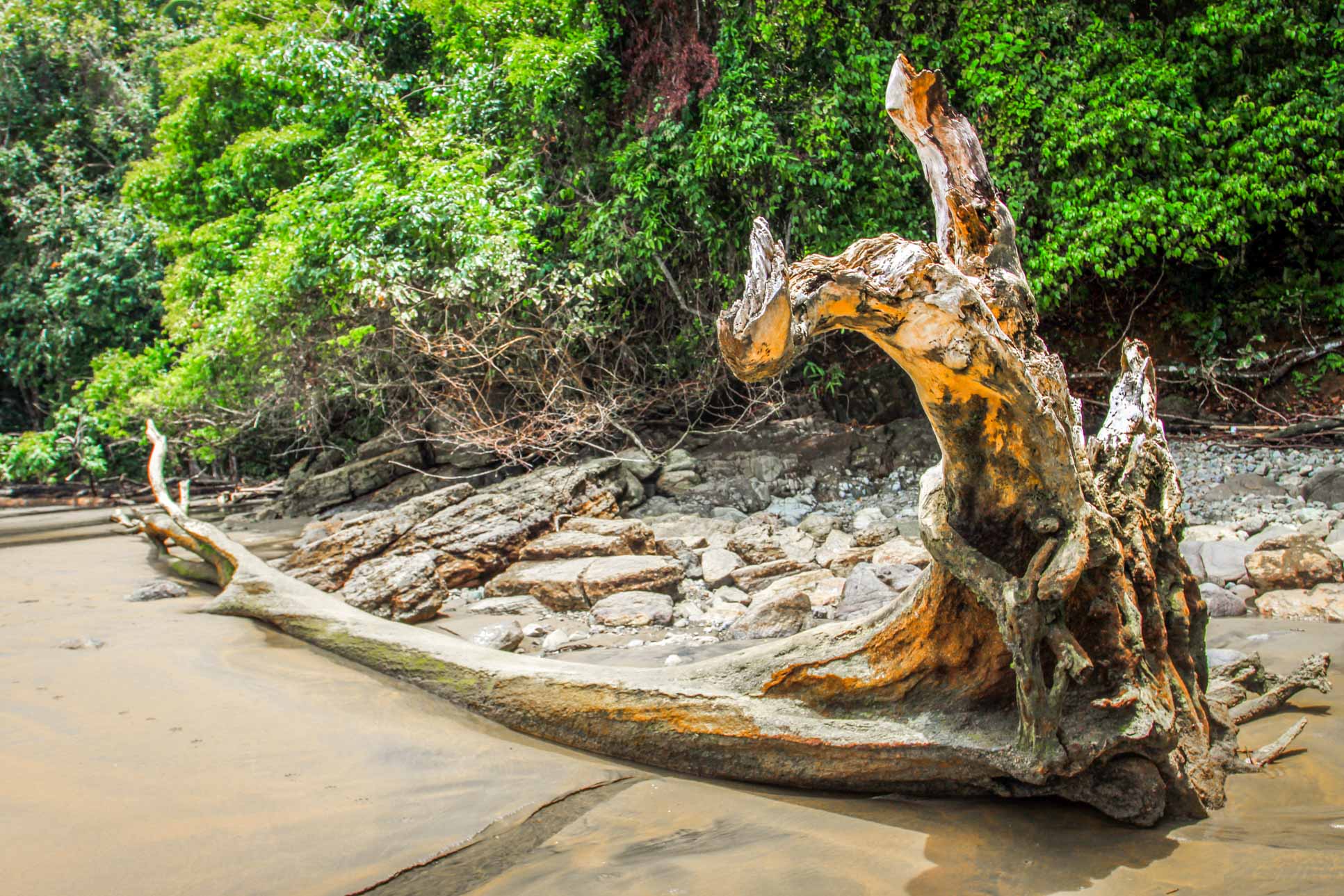 Drift wood at Pinuelas Beach
