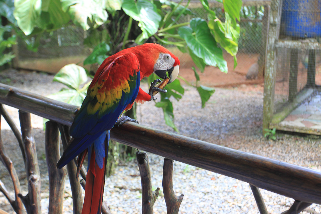 Scarlet macaw eating a snack