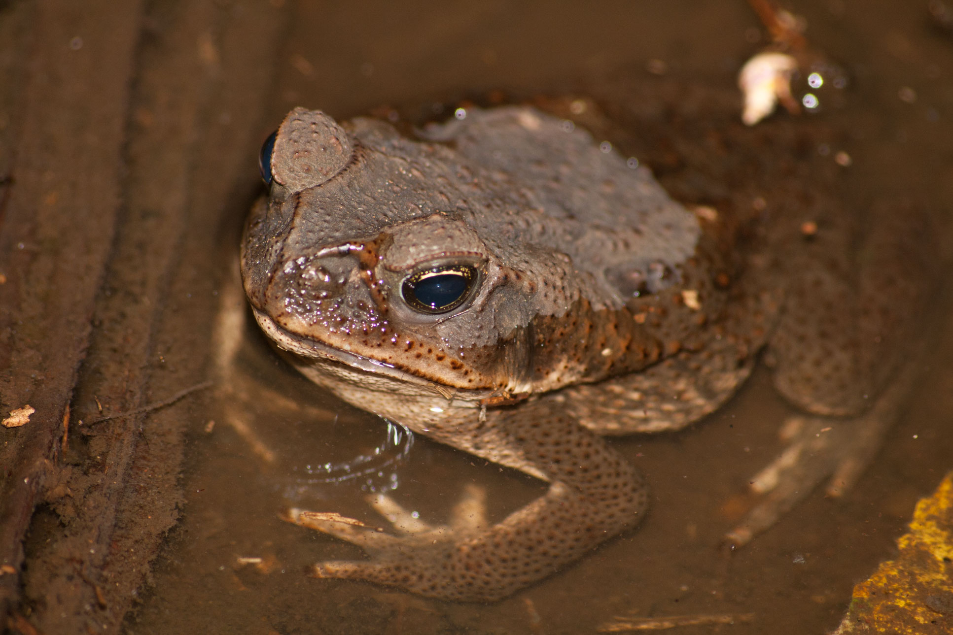 Cane Toad Body Inside The Water Tortuguero