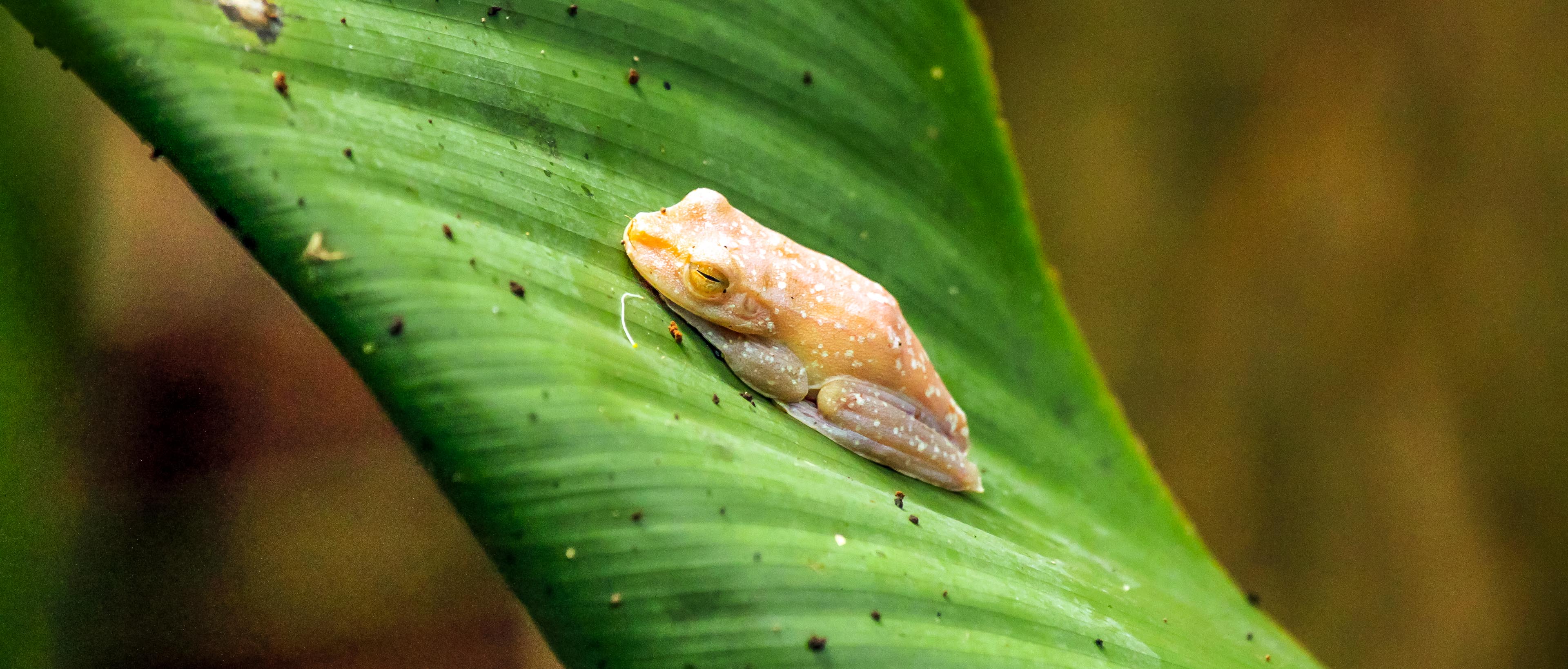 tortuguero in pictures tree frog 14.jpg