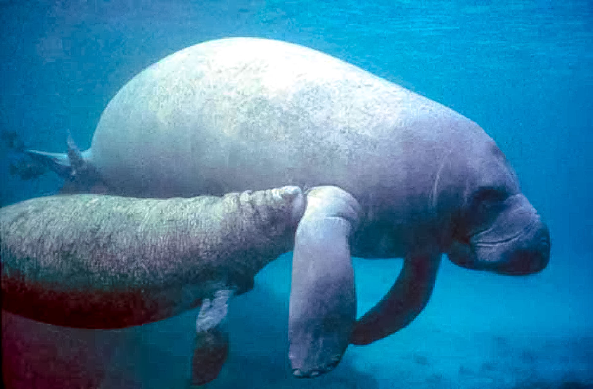 Manatees