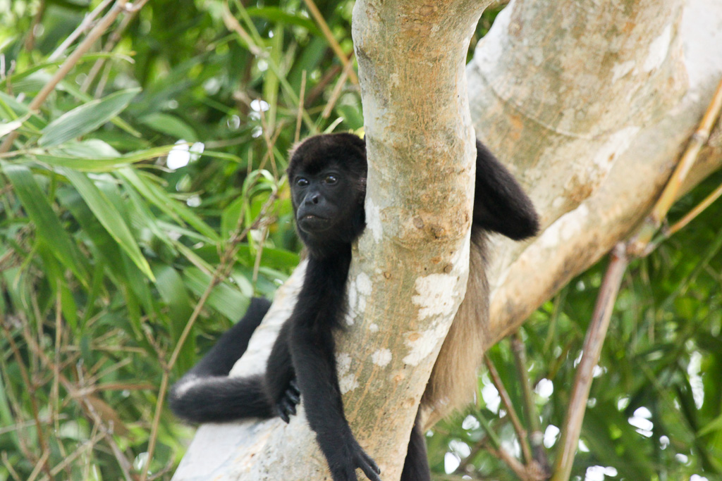 howler monkey stare 4.jpg