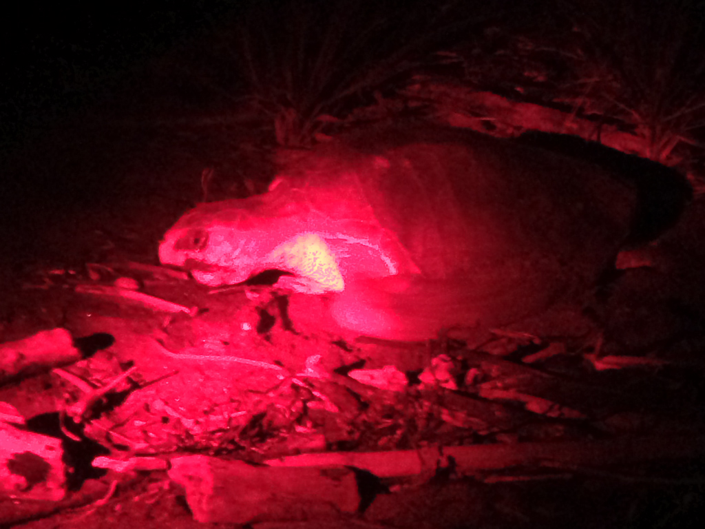 turtle face camaronal 11.jpg