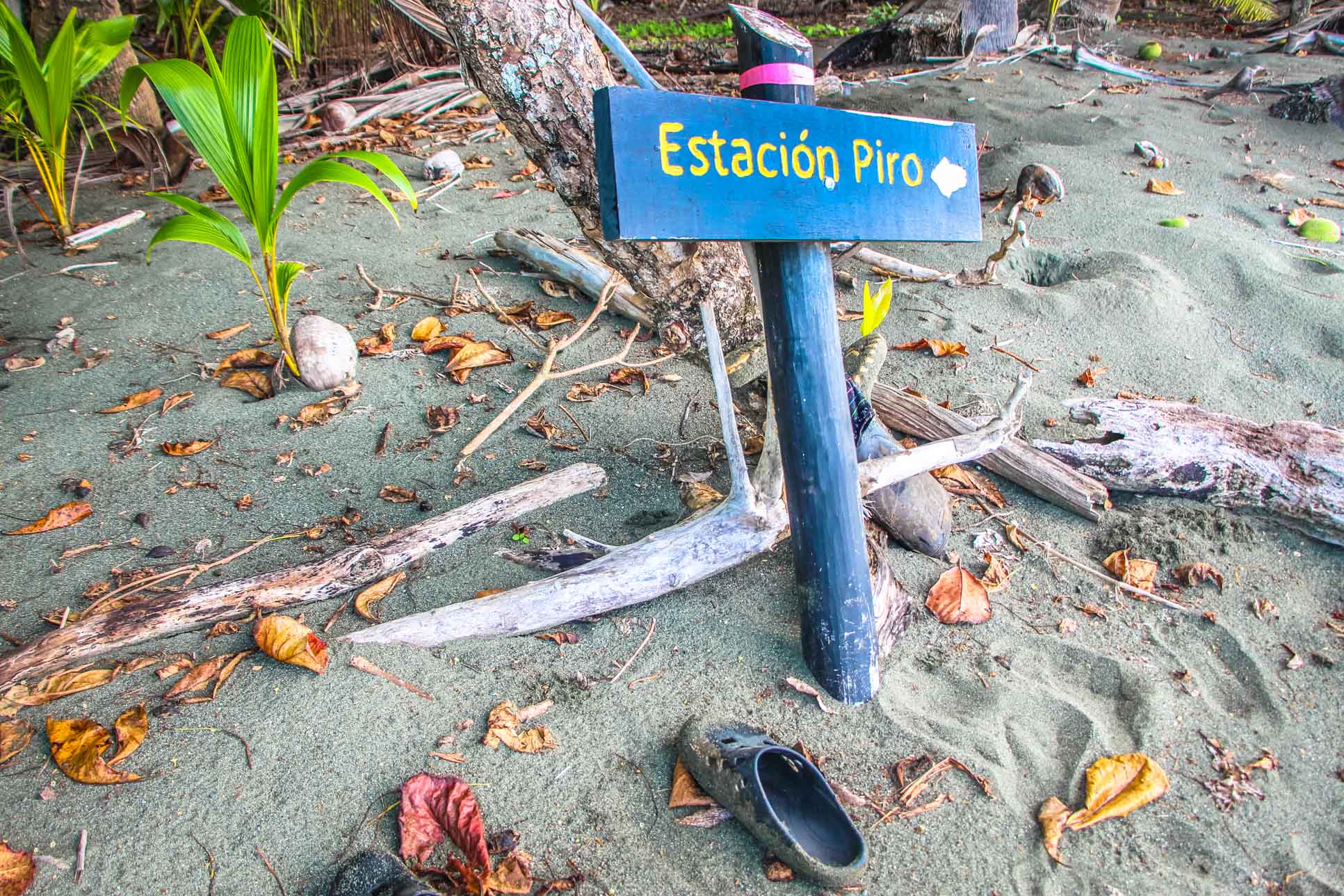 turtle hatching at piro beach costa rica 5 2.jpg
